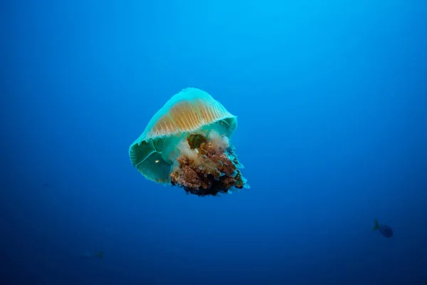 Jellyfish Thulamben Reef — Stock Photo, Image