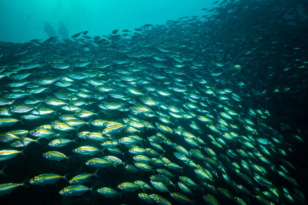 Unterwasser Ansicht Von Fischen Der Nähe Der Insel Koh Tao — Stockfoto