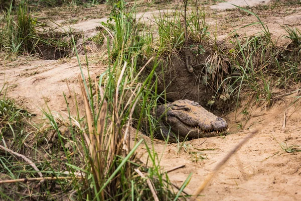 Крокодил Читване Непал — стоковое фото