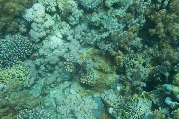 Blue Dot Grouper Peces Arrecife Coral Mar Rojo —  Fotos de Stock