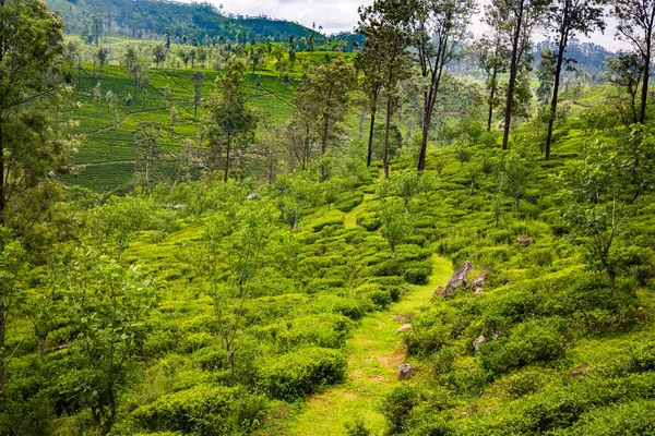 Bella Piantagione Verde Agricolo Sri Lanka — Foto Stock