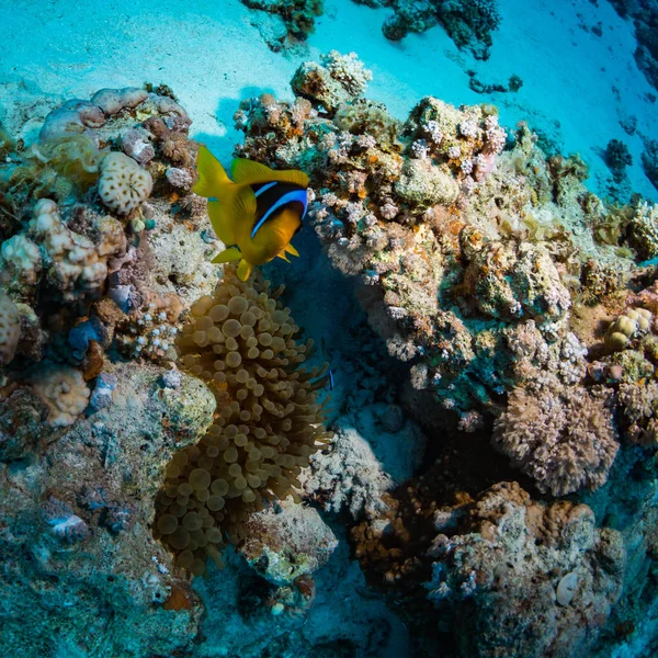 Tropical fish on background of coral reef in Red Sea, Sharm el Sheikh, Egypt