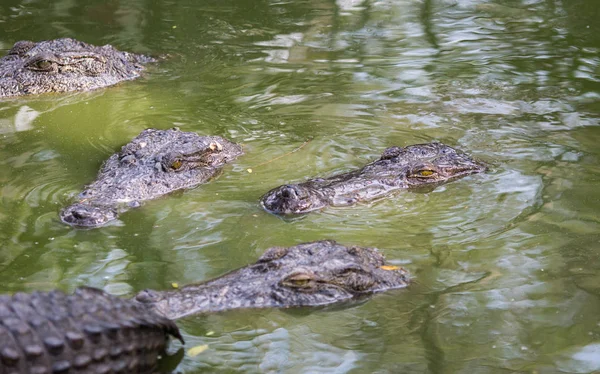 Crocodilos Reserva Indiana — Fotografia de Stock