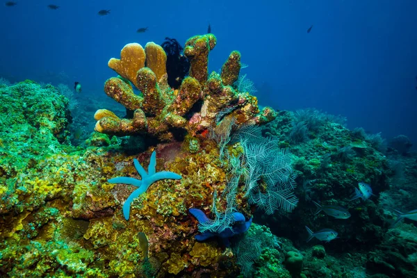 Seastar Балі Коралові Саду Індонезія — стокове фото