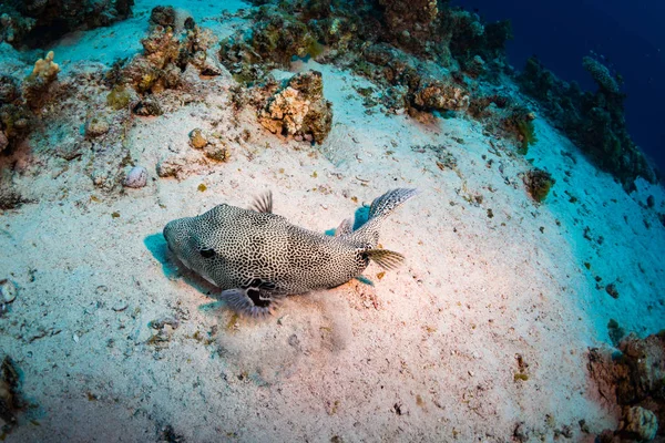 Spotfin Burrfish Sur Magnifique Récif Corallien Mer Rouge — Photo