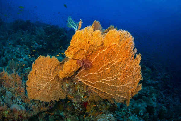 güzel gorgonian Red Sea, Mısır Dahab yakınındaki resif üzerinde