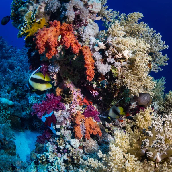 紅海サンゴ庭園の美しい水中の景色 — ストック写真