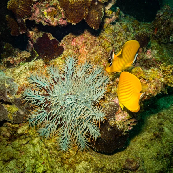 Acanthaster Rafy Koralowej Koh Tao Tajlandia — Zdjęcie stockowe