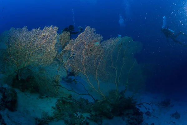 Підводний Постріл Морська Підлога — стокове фото
