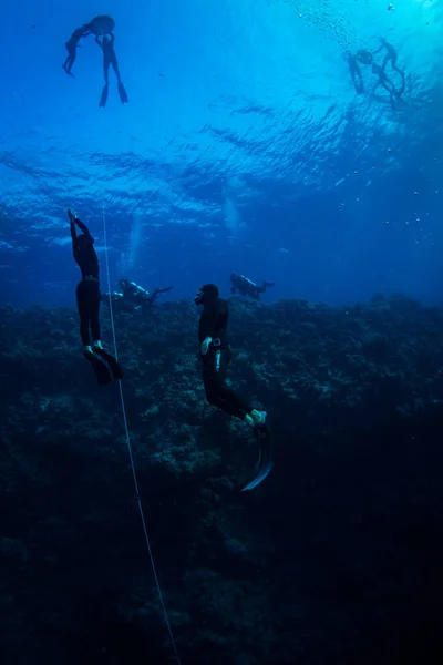 Plongeurs Sur Récif Mer Rouge — Photo