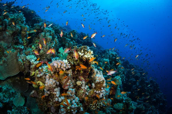 Tropické Ryby Pozadí Korálové Útesy Rudém Moři Sharm Sheikh Egypt — Stock fotografie