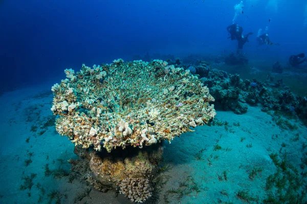 Diver Reaf Röda Havet — Stockfoto