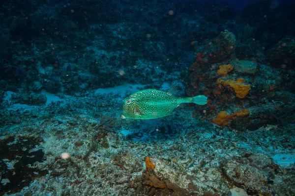 Okyanus Flora Fauna Bali Endonezya Sualtı Çekimi — Stok fotoğraf