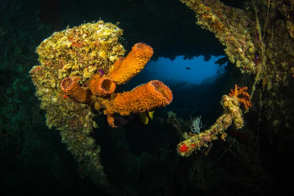 Dünya Savaşı Sırasında Red Sea Mısır Ngiliz Askeri Nakliye Gemisi — Stok fotoğraf