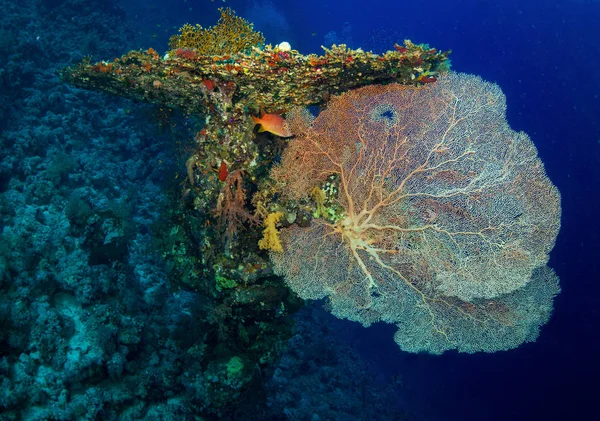 Krásný Gorgonian Útesu Poblíž Dahab Rudém Moři Egyptě — Stock fotografie