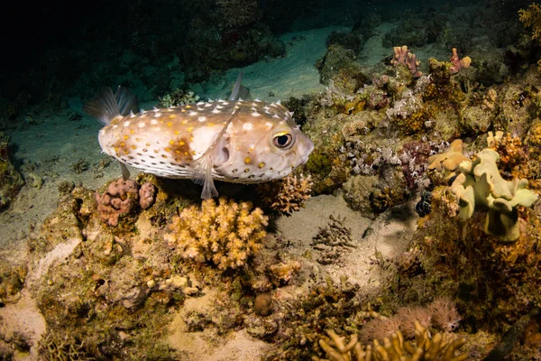 Spotfin Burrfish Güzel Mercan Kayalığı Red Sea Deki Daki Üzerinde — Stok fotoğraf