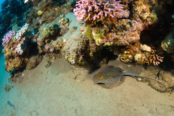 Whiptail Stingray Egyptens Kust — Stockfoto