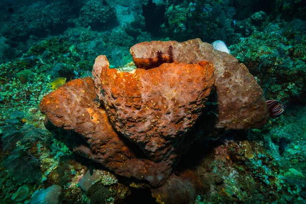 Piękne Widoki Podwodne Ogrody Koralowe Wyspie Bali Indonezja — Zdjęcie stockowe