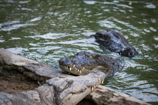 Crocodiles Indian Reserve — Stock Photo, Image