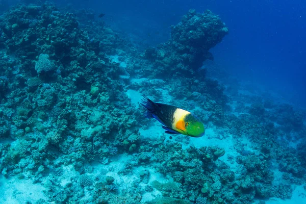 在埃及沙姆沙伊赫红海珊瑚礁背景上的热带鱼 — 图库照片