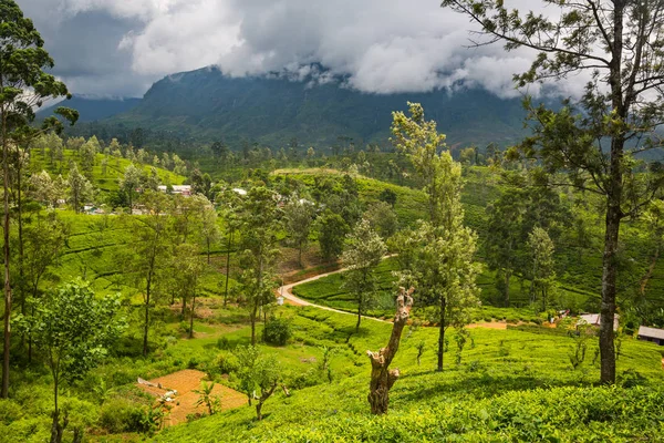 Bella Piantagione Verde Agricolo Sri Lanka — Foto Stock