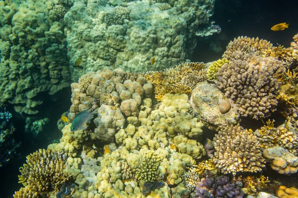 Όμορφα Κοράλλια Στην Ερυθρά Θάλασσα Σαρμ Σέιχ Αίγυπτος — Φωτογραφία Αρχείου