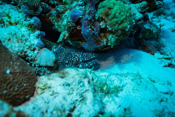 Onderwater Shoot Van Oceaan Flora Fauna Bali Indonesië — Stockfoto