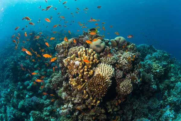 シャルム シェイク エジプト 紅海のサンゴ礁の背景に熱帯魚 — ストック写真