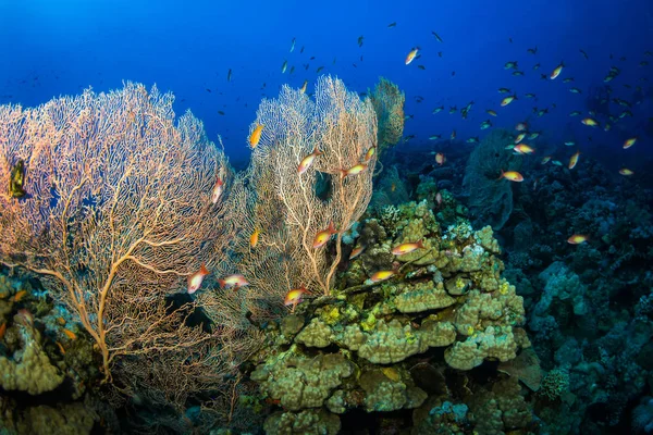 Hermoso Gorgoniano Arrecife Cerca Dahab Mar Rojo Egipto —  Fotos de Stock