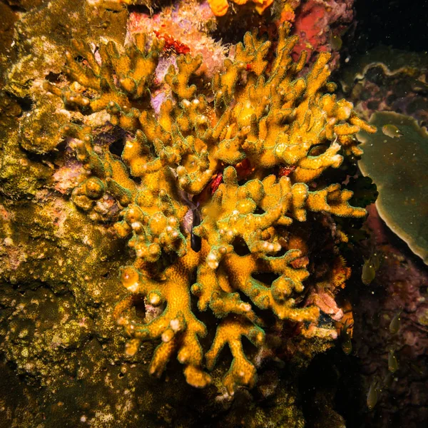Hermoso Arrecife Coral Cerca Isla Koh Tao Tailandia —  Fotos de Stock
