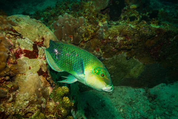 Parrotfish Rafie Koh Tao Tajlandia — Zdjęcie stockowe