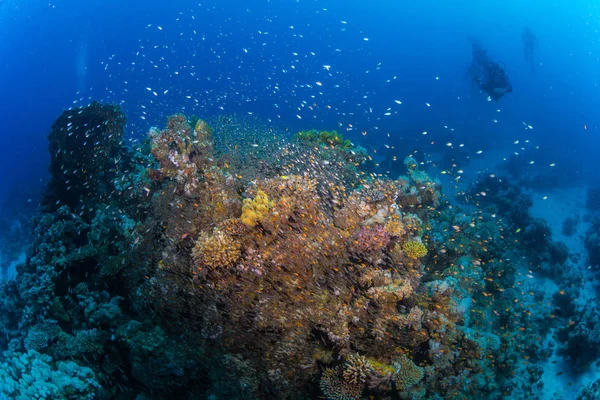 Tropiska Fiskar Bakgrund Korallrev Röda Havet Sharm Sheikh Egypten — Stockfoto
