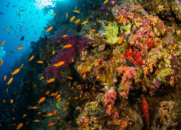 Red Sea Deki Daki Mercan Bahçe Güzel Sualtı Görünümü — Stok fotoğraf