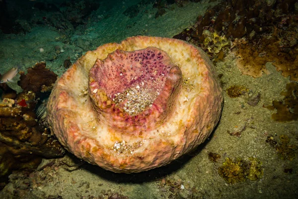 Krásný Korálový Útes Poblíž Koh Tao Ostrov Thajsko — Stock fotografie