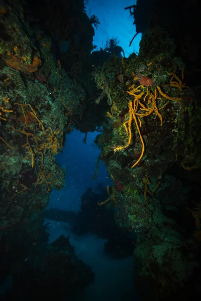 Όμορφη Υποβρύχια Προβολή Των Κοραλλιογενών Υφάλων Νησί Κοζουμέλ — Φωτογραφία Αρχείου