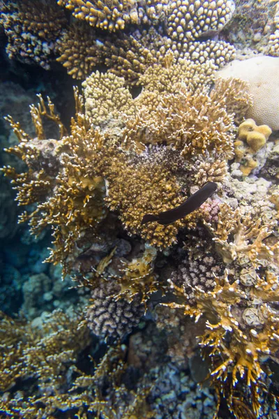Belos Corais Mar Vermelho Sharm Sheikh Egito — Fotografia de Stock