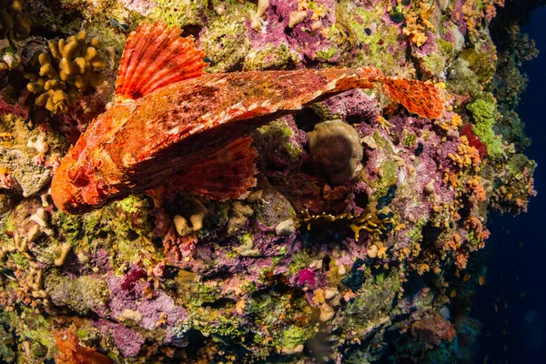 Tassled Scorpionfish Rif Van Rode Zee Egypte — Stockfoto