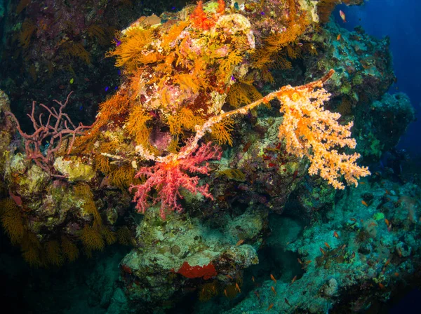 Red Sea Deki Daki Mercan Bahçe Güzel Sualtı Görünümü — Stok fotoğraf