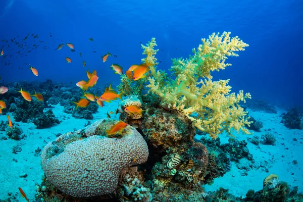 Beautiful coral garden and fishes in Red Sea