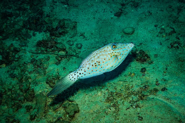 Undervattensvy Vacker Fisk Revet Nära Kot Tao Island Thailand — Stockfoto