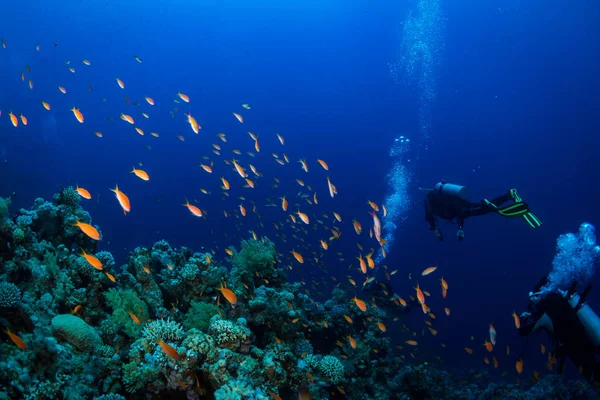 Plongeur Sur Les Sourds Mer Rouge — Photo