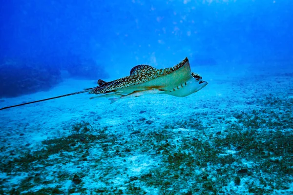 Spotted eagle ray on coral reef of island Cozumel