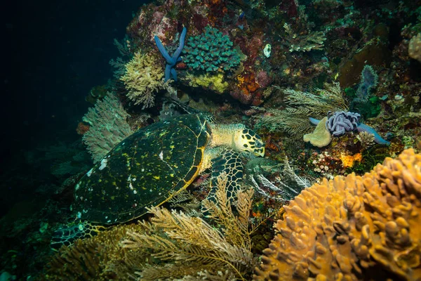 Beautiful Turtle Komodo National Park Indonesia — Stock Photo, Image