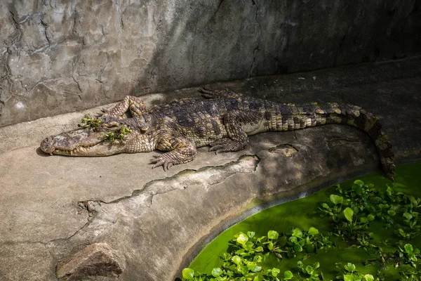Krokodil Krokodil Farm Koh Samui Thaiföld — Stock Fotó