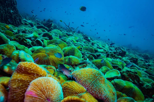 Krásný Korálový Útes Poblíž Koh Tao Ostrov Thajsko — Stock fotografie