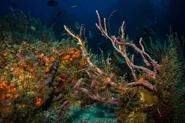 Bela Vista Subaquática Recife Coral Ilha Cozumel Imagem De Stock