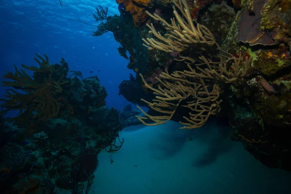 Filmagem Subaquática Flora Fauna Oceânica Bali Indonésia Imagens Royalty-Free