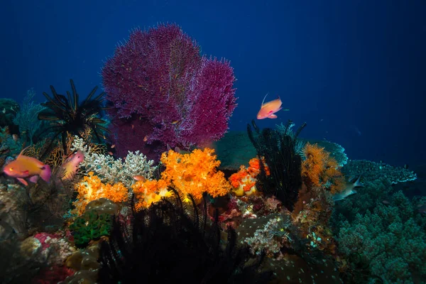 Corales — Foto de Stock