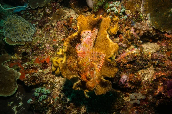 Scorionfish — Stok fotoğraf
