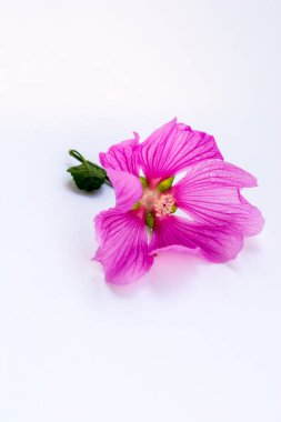 Beyaz arkaplanda bir çiçeğin yakın plan görüntüsü